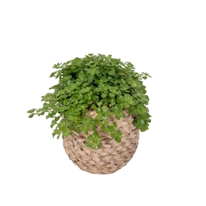 Arr.   Kamerplant Groen L%