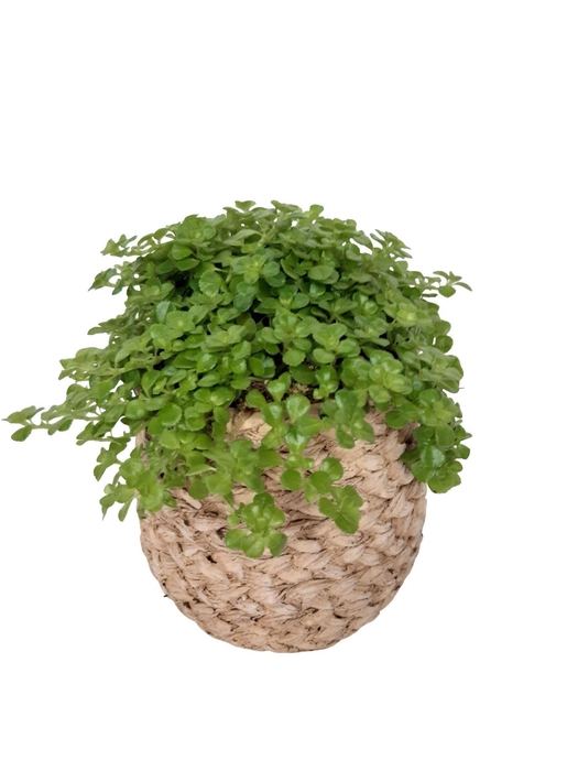 <h4>Arr. Kamerplant Groen L%</h4>