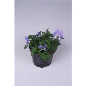 Viola Cornuta Grp Callisto F1 Marina