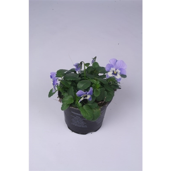 <h4>Viola Cornuta Grp Callisto F1 Marina</h4>