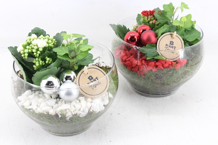 <h4>arr2 PL - Glas schaal frank - rood/wit</h4>