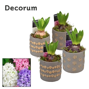 Arrangementen Hyacinthus 6%