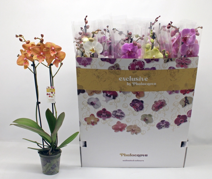 <h4>PHAL GEM 10 KL</h4>