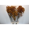 Anigozanthos Gold Fever