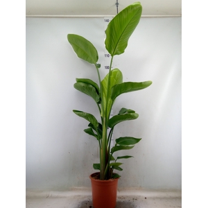 Strelitzia nicolai