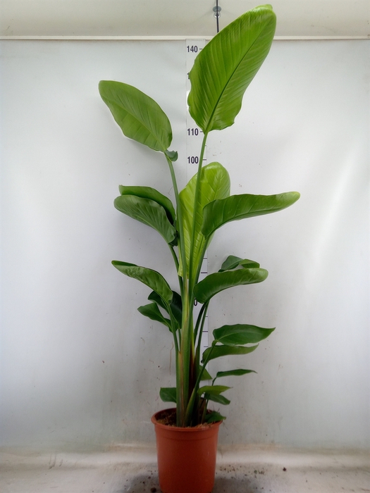 <h4>Strelitzia nicolai</h4>