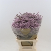 Limonium Safora Oshi Pink