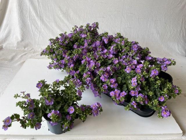 <h4>SUT BA CA BLUE</h4>