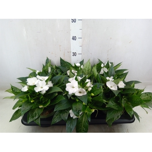 Impatiens NG 'Tamarinda White'