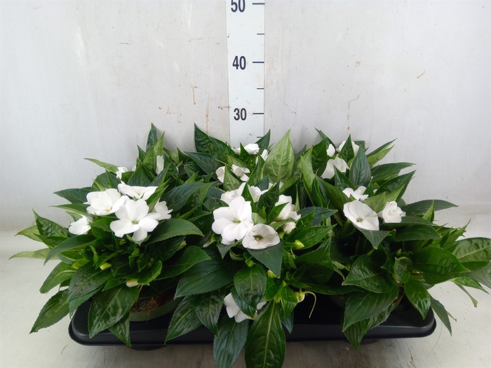 <h4>Impatiens NG 'Tamarinda White'</h4>