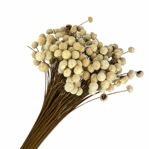 Dried Bleached Botao