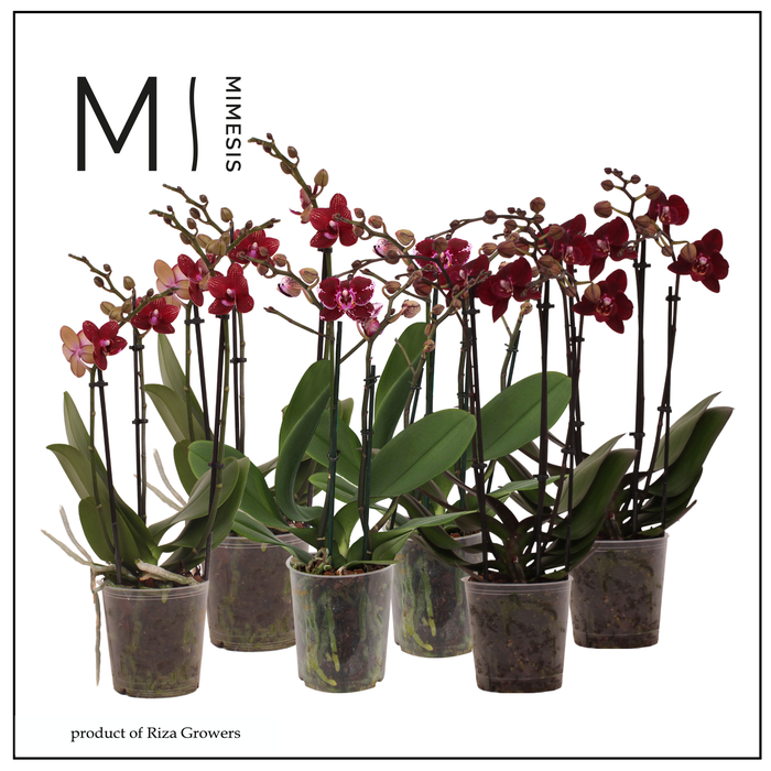 <h4>Phalaenopsis Multi Red 3 spike - 12cm | Mimesis</h4>