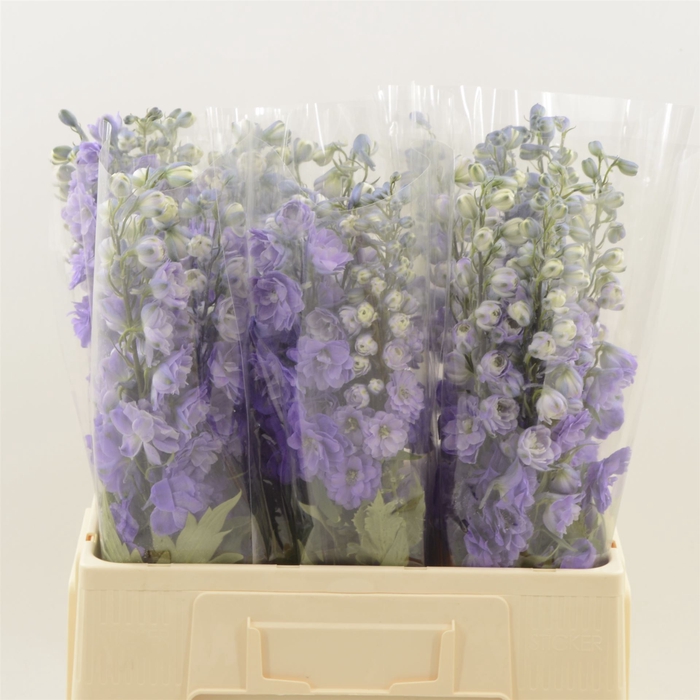 Delphinium Purple Heart