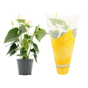 Anthurium 14 cm Cocos in Couture sleeve