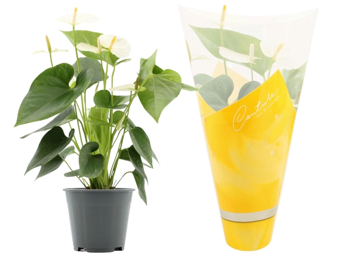 <h4>Anthurium 14 cm Cocos in Couture sleeve</h4>