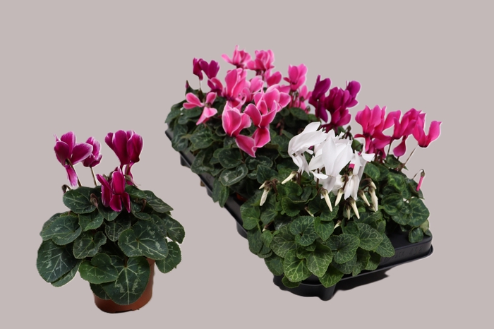 <h4>CYCL KL SUP CARINO</h4>