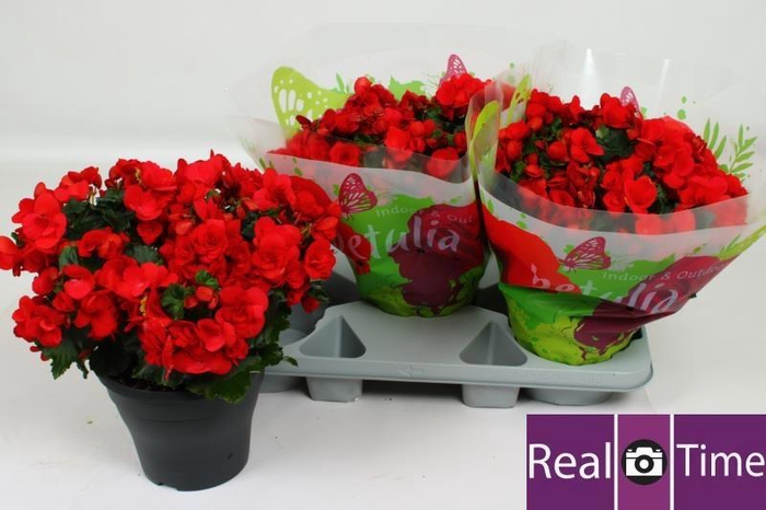 <h4>BEG HL BET RED</h4>