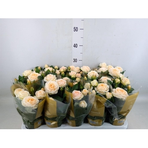 Rosa  'Belami Kordana'