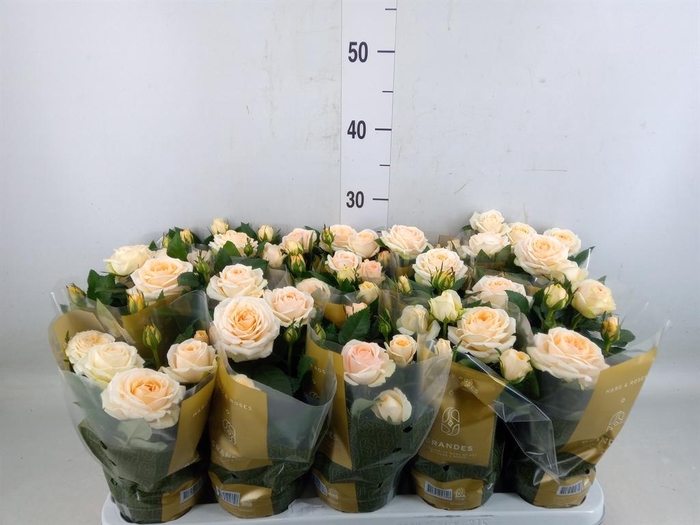 <h4>Rosa  'Belami Kordana'</h4>