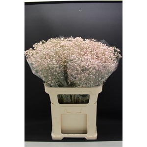 Gyps Grof Licht Rose