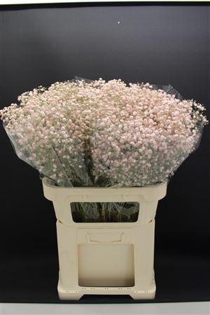 <h4>Gyps Grof Licht Rose</h4>