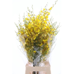 Onc Golden Wish Xl