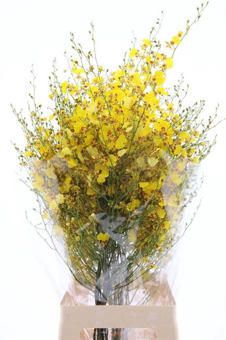 <h4>Onc Golden Wish Xl</h4>