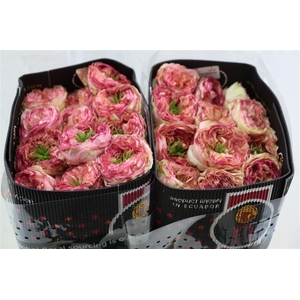 R Gr Charming Corneille