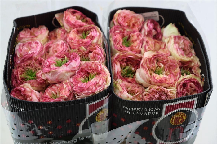 <h4>R Gr Charming Corneille</h4>