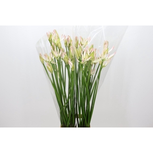 Nerine Bicolor Bionce
