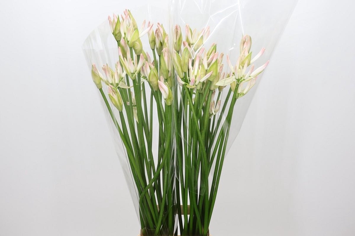<h4>Nerine Bicolor Bionce</h4>