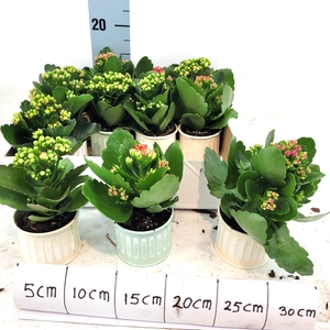 ARR KALANCHOE