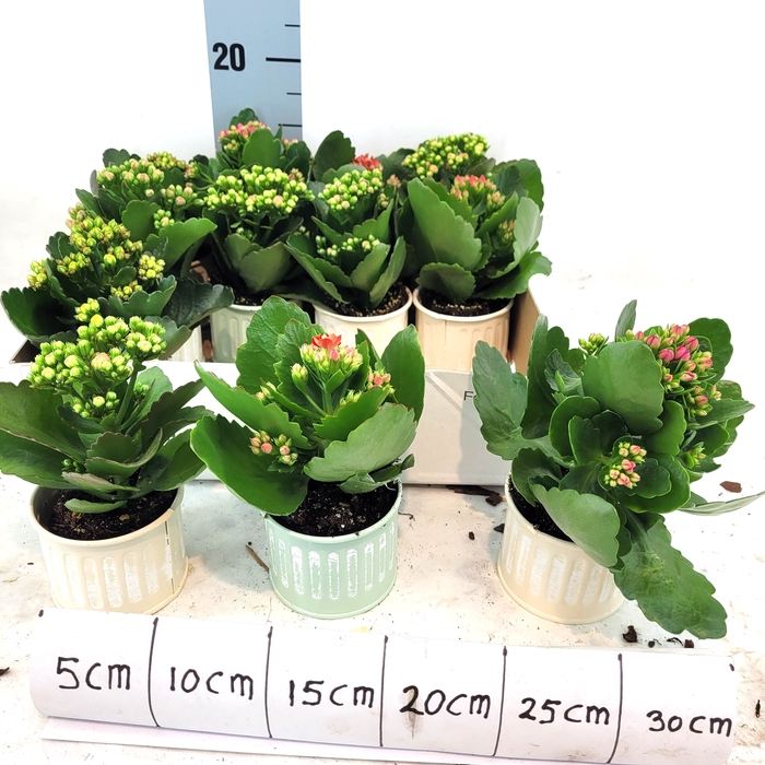 <h4>ARR KALANCHOE</h4>