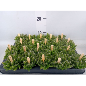 Hylocereus undatus