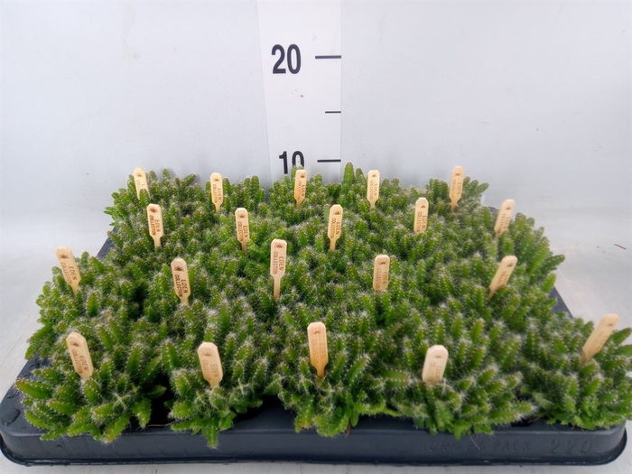 <h4>Hylocereus undatus</h4>