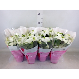 Euphorbia pulc. 'Princ White'