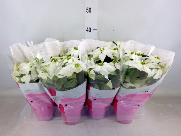 <h4>Euphorbia pulc. 'Princ White'</h4>