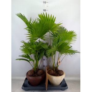 Livistona rotundifolia