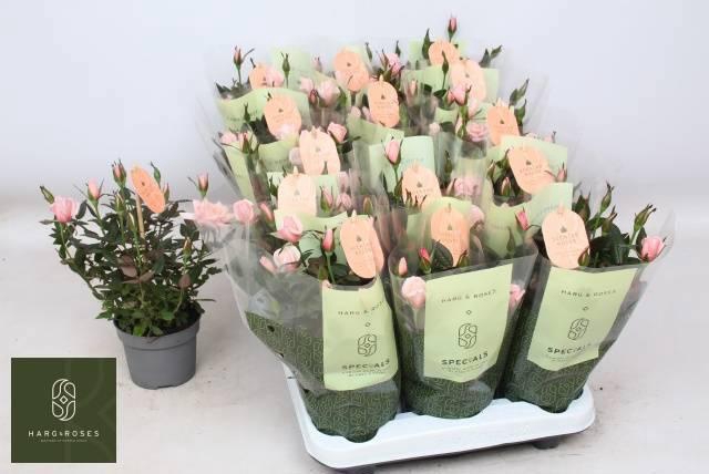 <h4>RO ROSAROMA PINK</h4>