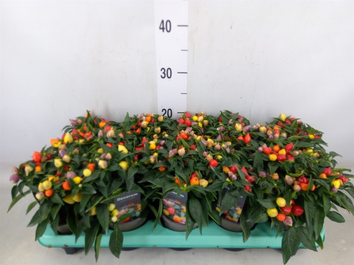 <h4>Capsicum annuum 'Autumn Daylight'</h4>