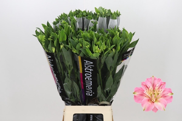 <h4>Alstroemeria Florinca Charmelia Pink</h4>