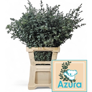 EUCA GU AZURA