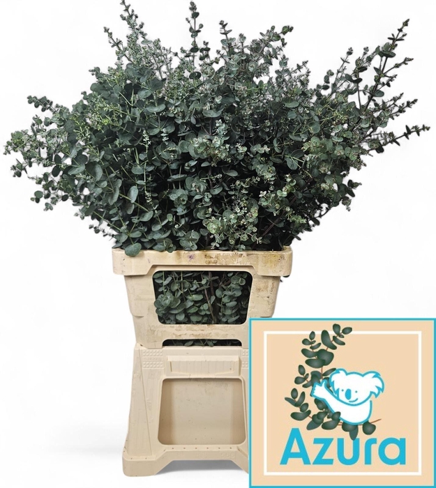 <h4>EUCA GU AZURA</h4>