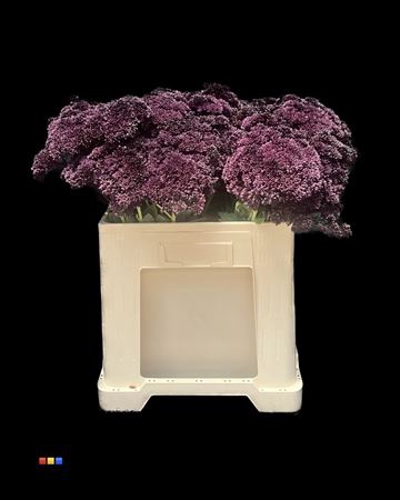 <h4>Sedum Aubergine</h4>