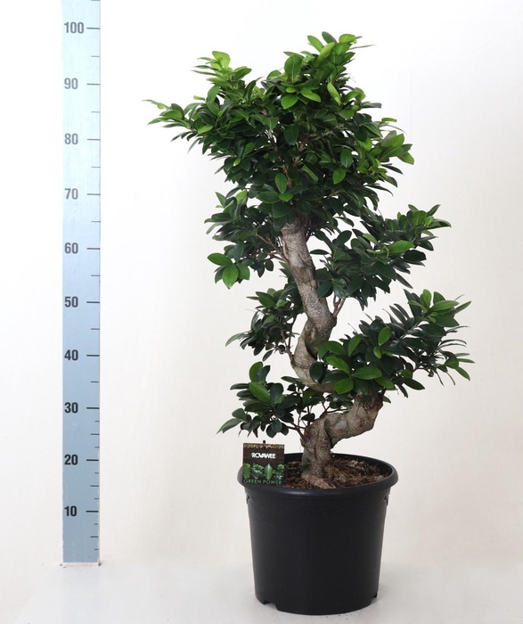 <h4>FIC MI GINSENG</h4>