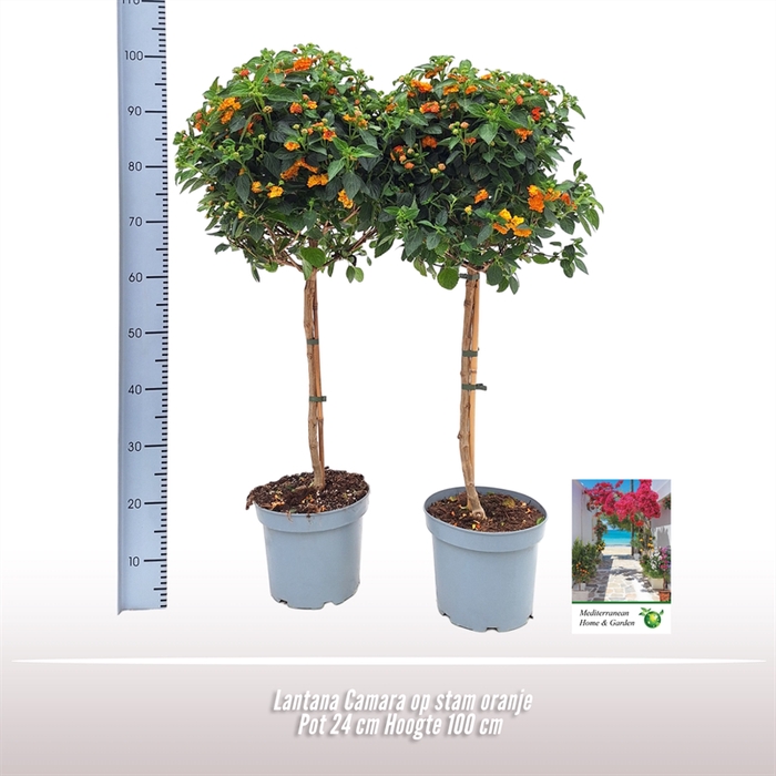 Lantana Camara op stam