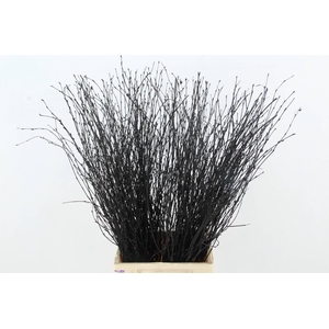 Betula Bs Black FST