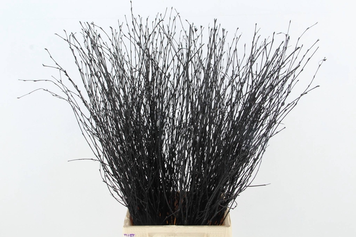 <h4>Betula Bs Black FST</h4>
