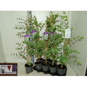 EUCAL GUNNII