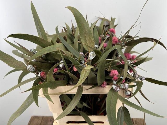 <h4>EUC GLOBULUS BS</h4>